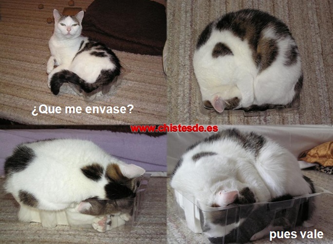 gato_envasado